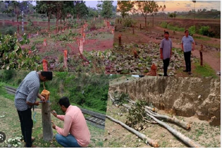 पेड़ पर ज‍िसने भी देखा कांपने लगा… फ‍िर पहुंचा फोरेस्‍ट ड‍िपार्टमेंट, कड़ी मशक्‍कत से पकड़ में आया, हर कोई बजाने लगा ताली