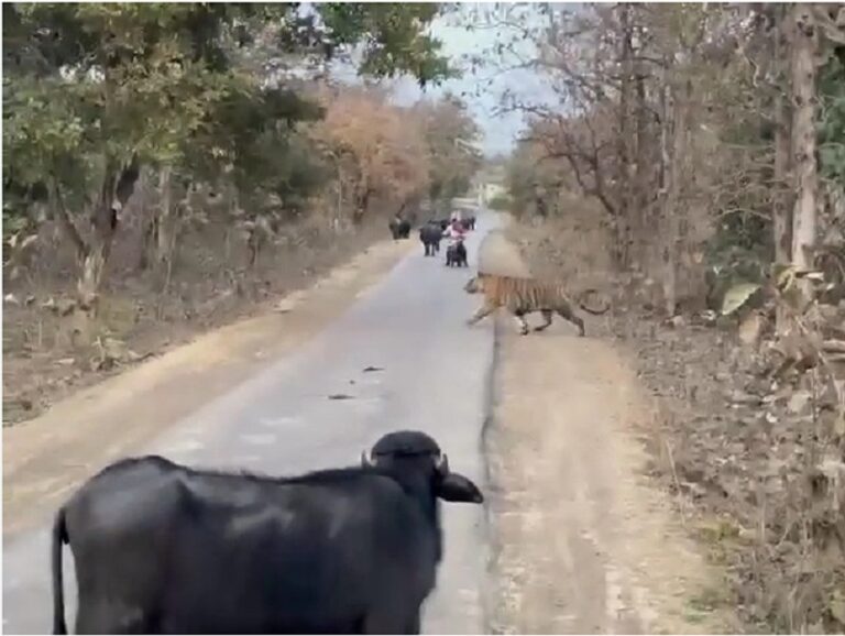 भोपाल में टाइगर का आतंक, इस सड़क से न गुजरें, पन्ना में महिला को घसीट ले गया बाघ, सिवनी में अलर्ट जारी