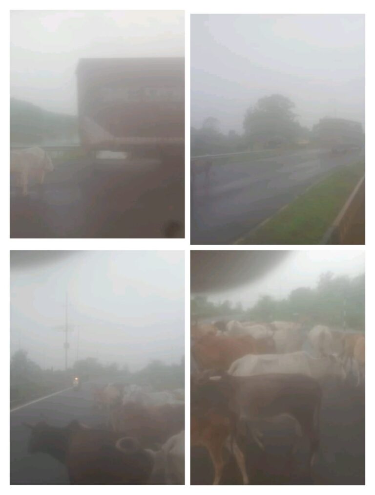 गांव में लावारिस पशुओं के कारण हो रहे हादसों से परेशान दुकानदार ने गौशाला निर्माण की मांग की