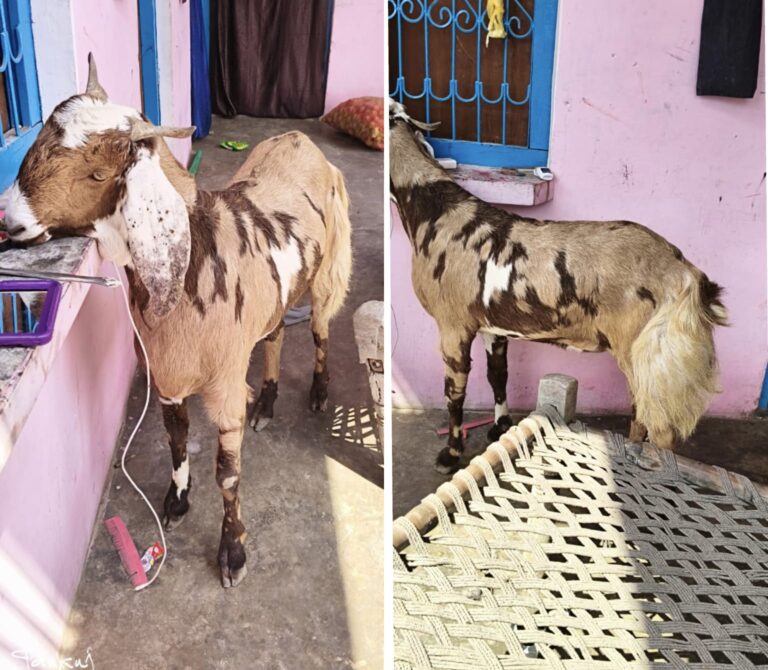 एटा में अनोखा बकरा बना चर्चा का विषय: शरीर पर उभरा ‘अल्लाह’ जैसा निशान, 5 लाख से अधिक की बोली पर बेचने को तैयार मालिक
